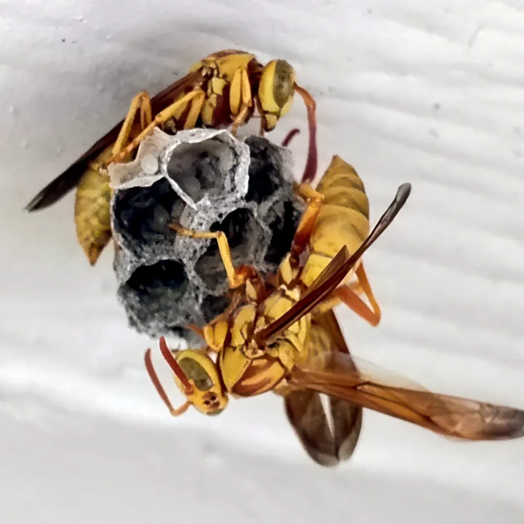 paper wasps resting under open comb nest petiole