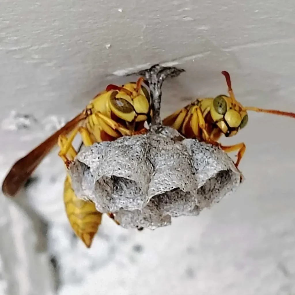 two paper wasps guarding small nest under eave