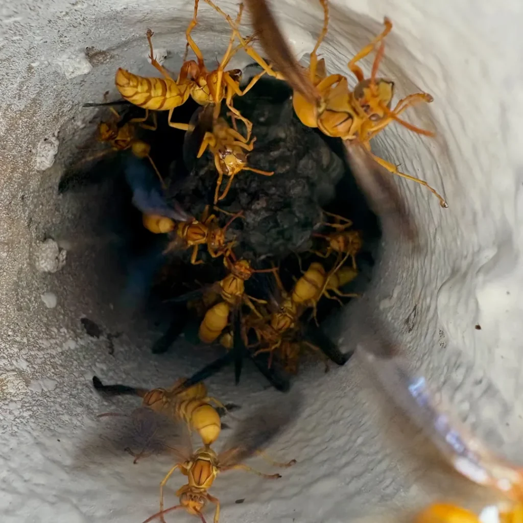paper wasps inside pipe cavity nest location