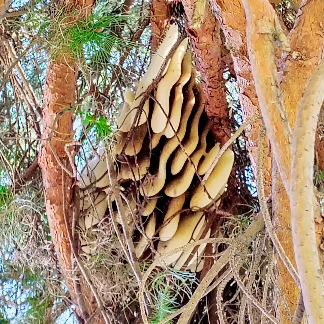 Established bee hive attached to tree branch in Phoenix Arizona