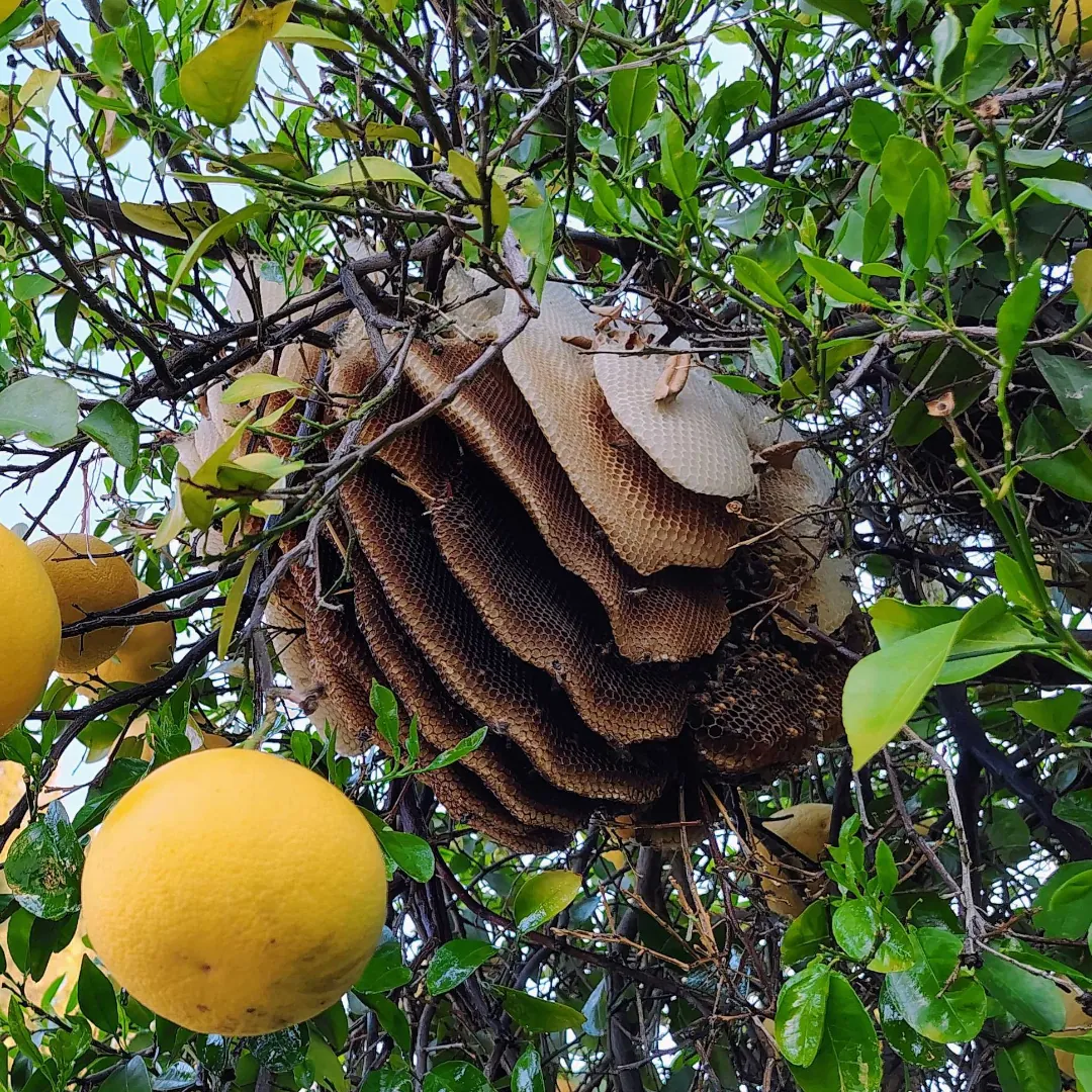 Bee hive forming on tree branch with visible honeycomb in Phoenix Arizona