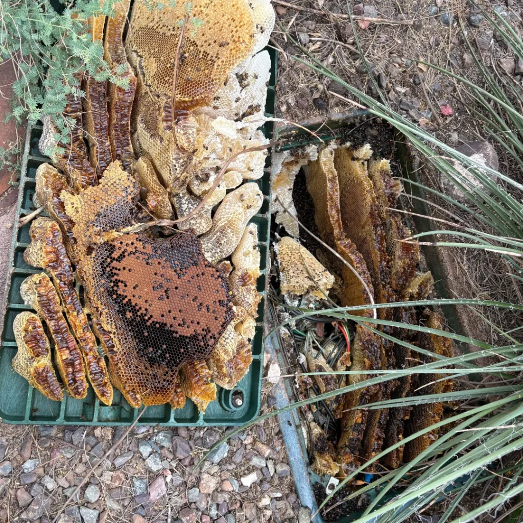Bee hive built inside an in-ground valve box