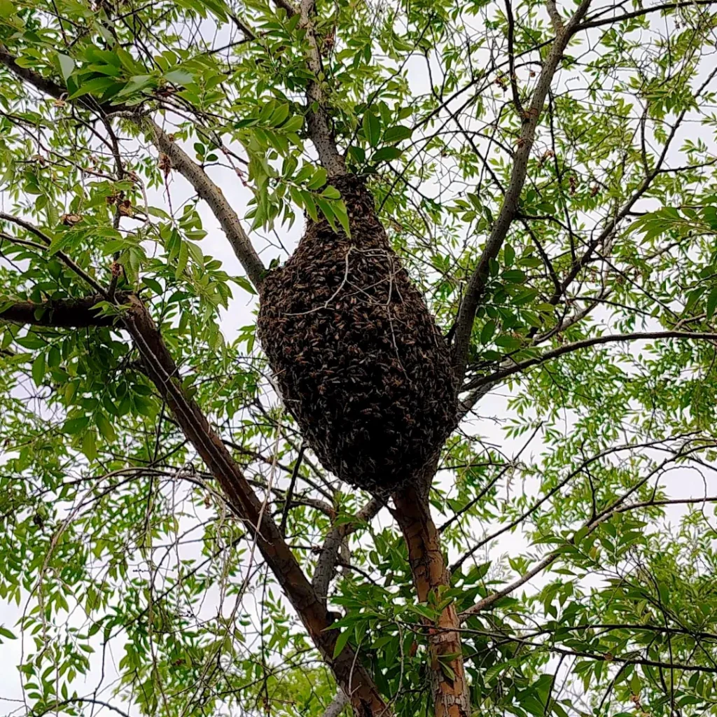 Honey bee swarm hanging from a tree branch in Phoenix