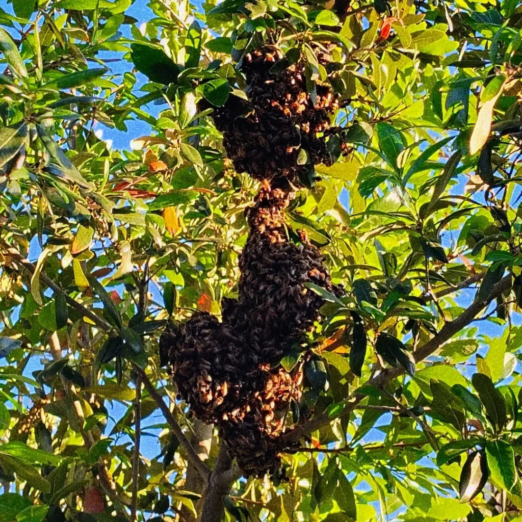 Honey bee swarm clustered in a leafy tree in Phoenix