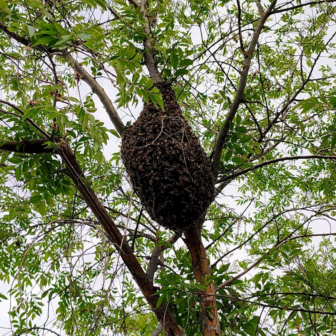 Honey bee swarm hanging from a tree branch in Phoenix