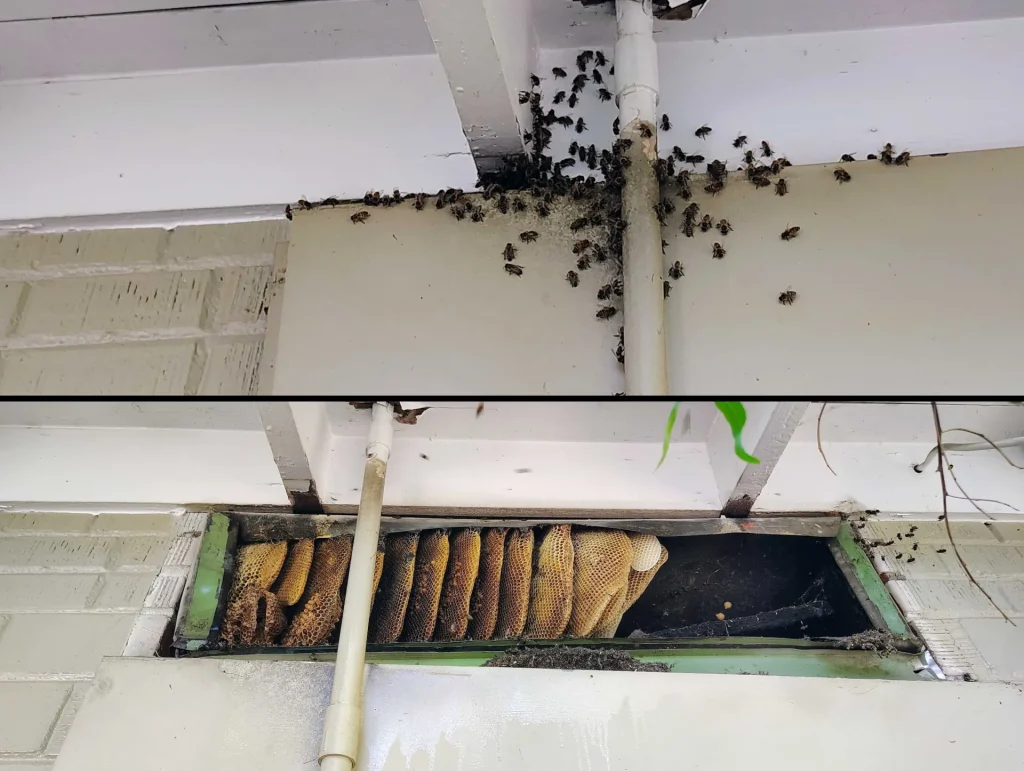small cluster of bees outside wall revealing large hidden honeycomb hive inside after opening structure Arizona
