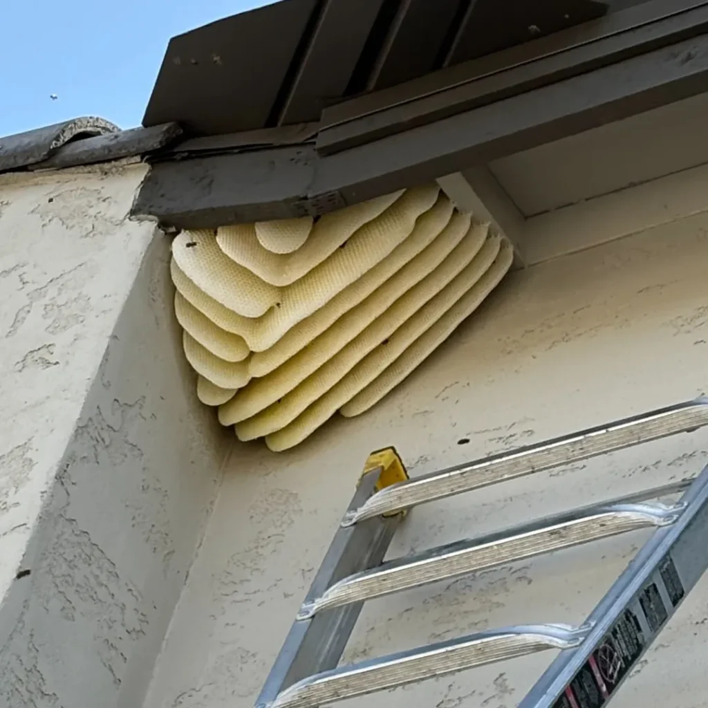 Exposed bee hive hanging under a home's eave