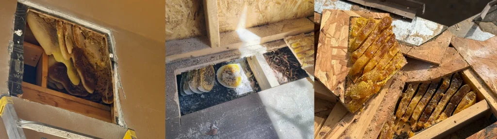 multiple examples of honeycomb infestations inside walls and ceilings showing bee hive damage in different structures Arizona