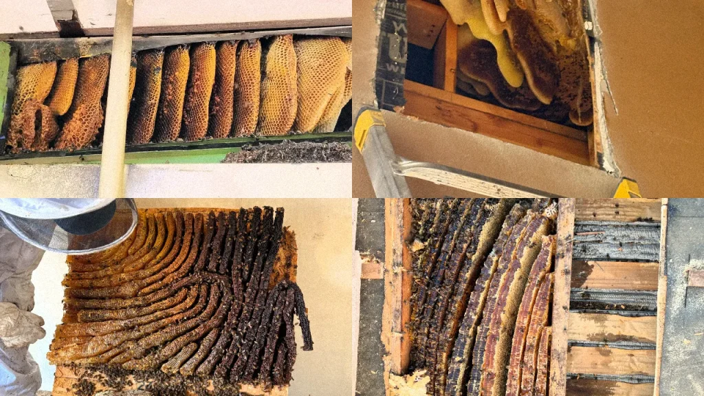Collage of honeycomb found inside home walls
