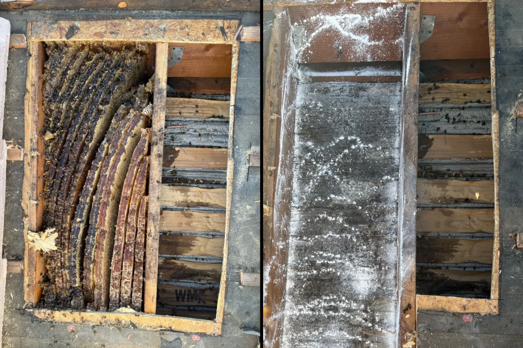 before and after bee hive removal inside wall showing honeycomb infestation and professional cleanup in Arizona