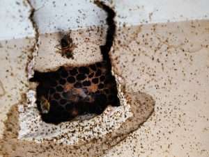 Bees invading Mesa area homes