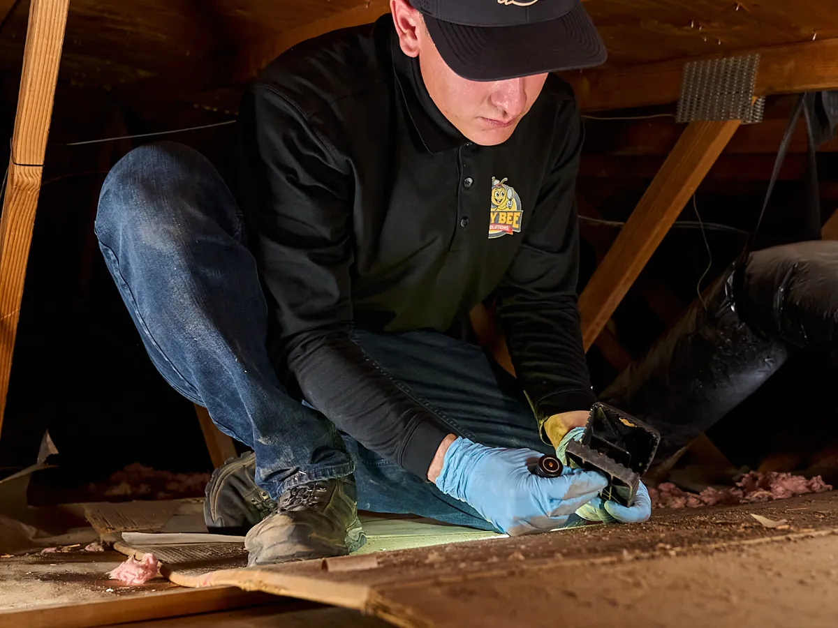 A technician placing a covered bait station on the floor of an attic