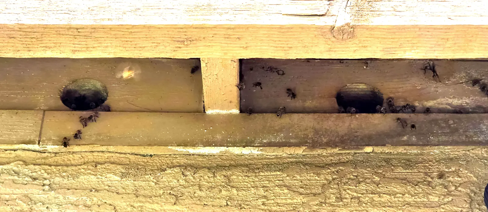 Honey bees clustered at two openings in a wooden patio beam, the steady flight line that indicates an established colony