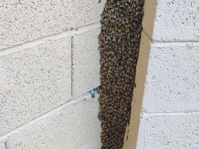 Bees in an HOA Community: Who Decides, and Who Pays