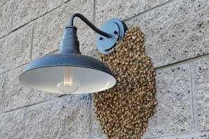 Honey bees clustered on a concrete block wall around the mounting plate of an exterior light fixture, an entry point into the wall cavity