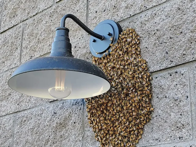 Bees in Your Wall in Scottsdale? What’s Actually In There, and What It Takes To Get It Out