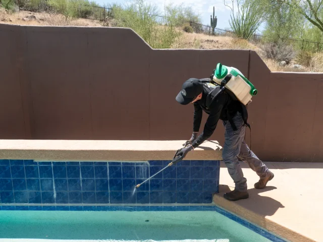 Bees at Your Pool or Bees in Your Wall? How to Tell in 60 Seconds