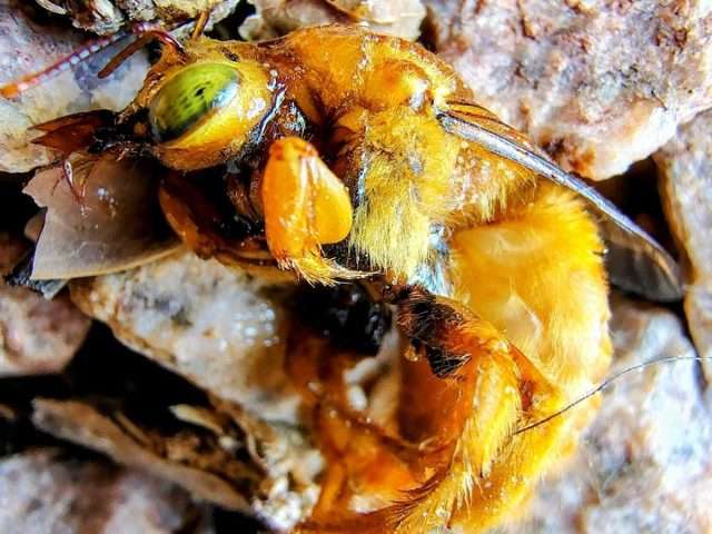 Carpenter Bee Removal in Arizona: The Holes in Your Fascia