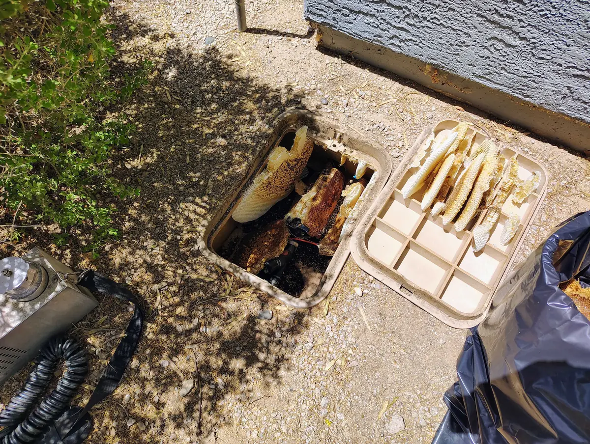 Honeycomb removed from an in-ground irrigation valve box during a bee removal