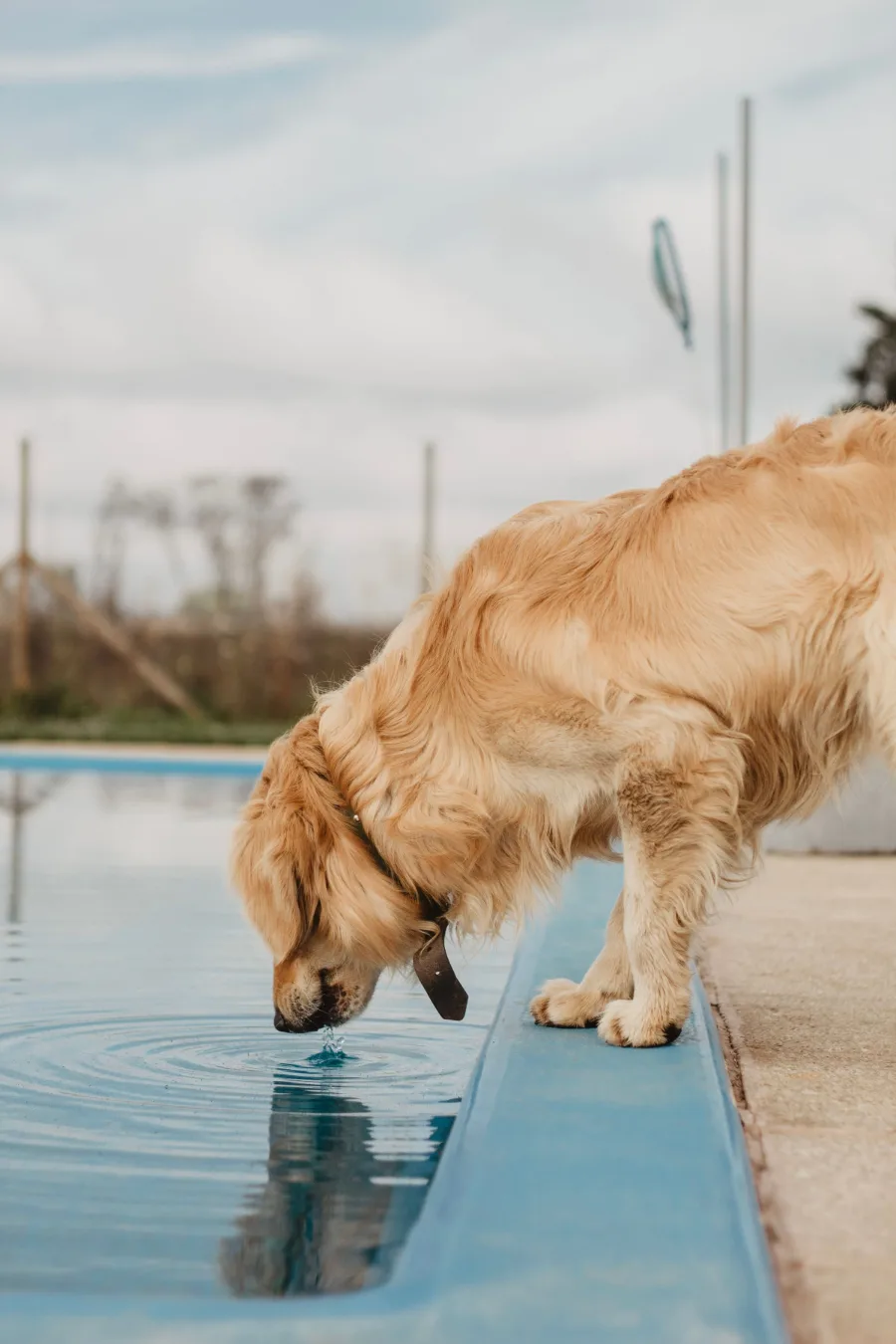A dog drinking at the edge of a swimming pool, where bees at the waterline create a sting risk