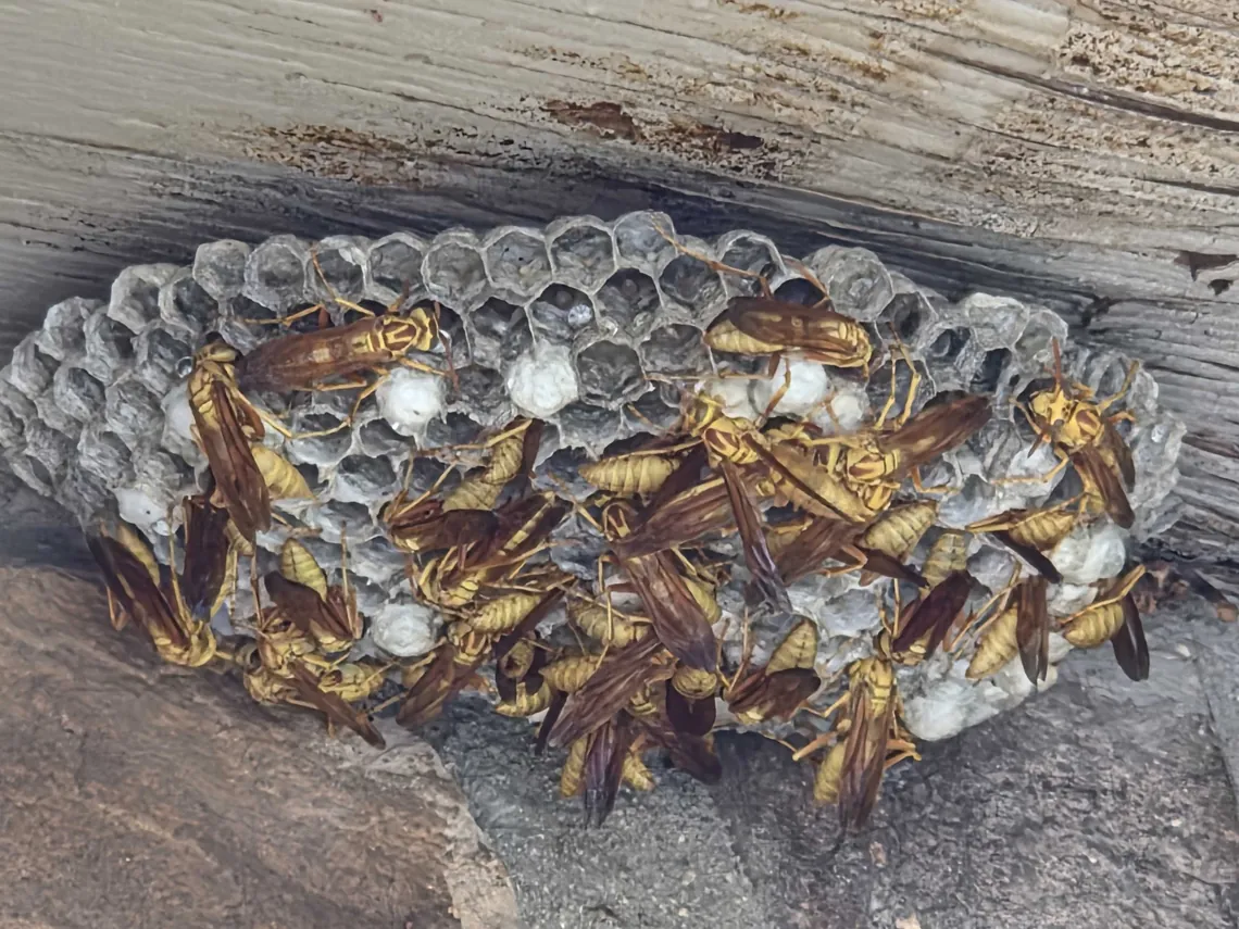 Golden paper wasps clustered on an open comb tucked under a wooden patio beam