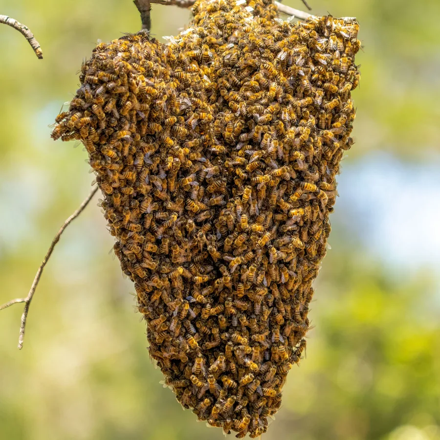 A honey bee swarm clustered on a tree branch, the sign of bees in transit rather than an established colony