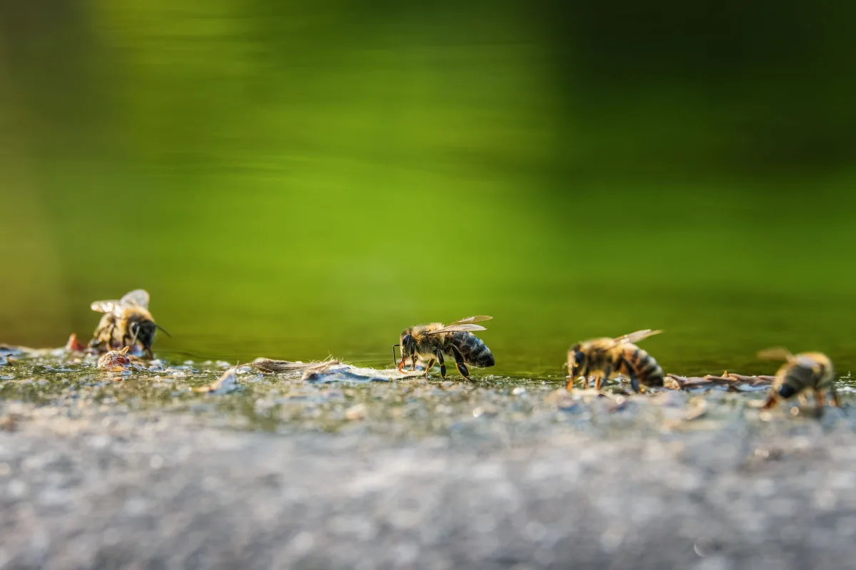 Honey bees drinking at the edge of a body of water, a behaviour they repeat at backyard swimming pools
