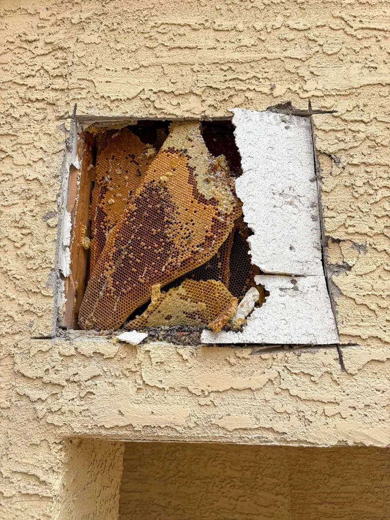 Honeycomb exposed inside a stucco wall cavity after the wall was opened during a bee removal