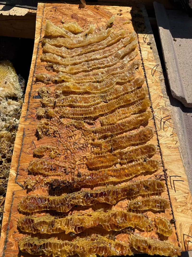 Golden honeycomb built between roof rafters, exposed after the roof deck was opened during a bee removal