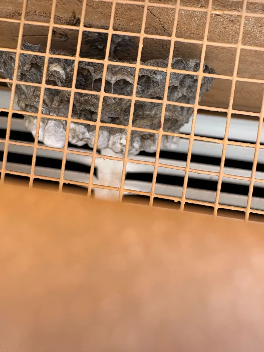 Grey paper wasp comb with capped cells built inside a louvered vent behind a screen