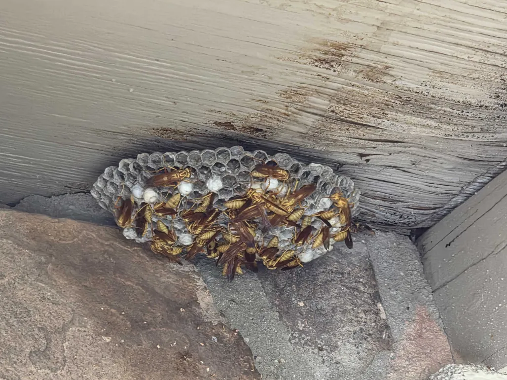 Paper wasp nest with workers on the comb in the shade under a wooden patio ledge