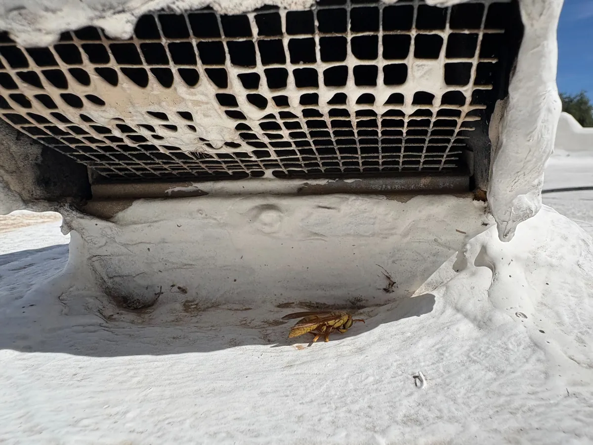 A golden paper wasp on the roof surface beside the louvered access panel of a rooftop air conditioning unit