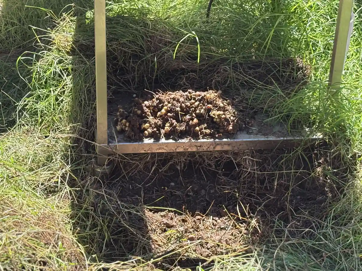 Matted nesting material packed into the corner of a raised planter
